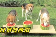 娱乐吃瓜菌小狗,揭秘娱乐圈那些不为人知的幕后故事